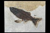 Fossil Fish (Mioplosus) With Diplomystus - Wyoming #179311-1